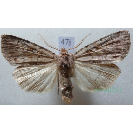 Coenophila subrosea (Stephens, 1829) Czech47j